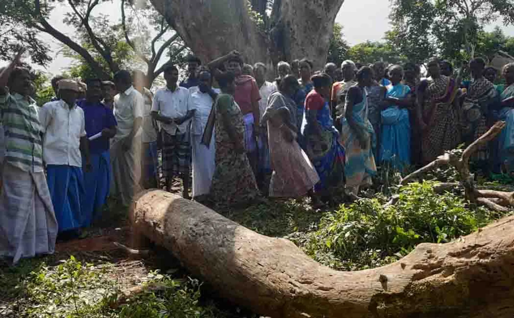 people protest against cutting down a tree